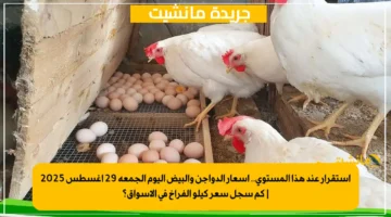 استقرار عند هذا المستوى.. أسعار الدواجن والبيض اليوم الجمعة 29 أغسطس 2025 كم سجل سعر كيلو الفراخ في الأسواق؟ 1